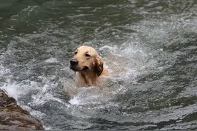 夏天经常带狗狗出去游泳，好处竟然那么多！图片