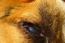 狗狗的这些常见眼部疾病，你是不是都了解？图片