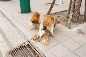 狗狗连续几天守护同伴尸体，这两只狗怎么了，竟然做出这种事图片