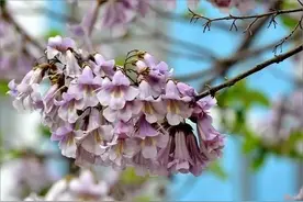 千年风雅——铜陵泡桐图片