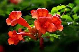 霄，凌霄的霄 汉字之美 每天一个字图片