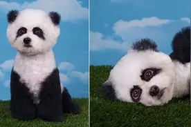 夏天想给狗狗换造型？首先掌握美容三要素！图片