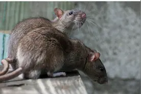 人人喊打的老鼠在临死前却做出了催人泪下的一幕！图片