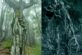 保加利亚惊见「魔戒树人」诡异外型吓坏人图片