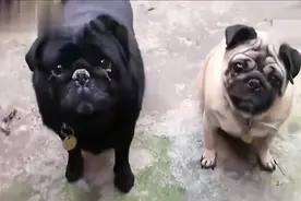 两只哈巴狗相爱7年即将举行婚礼！单身狗终于告别单身了！