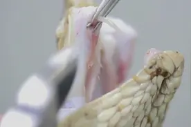 毒蛇拔掉毒牙就没毒了？不要低估蛇的攻击能力