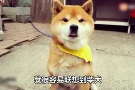 柴犬，是宠物界的表情帝，也是最温柔的狗狗