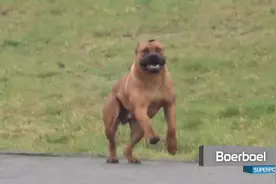 10大超级狗品种，你知道几个