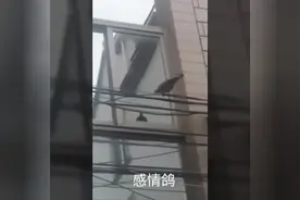 一只鸽子连续五天撞村民的窗户，村民知道情况后都哭了视频封面
