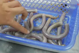 街头美食 “沙虫”能吃 还是活吃 我真没勇气!