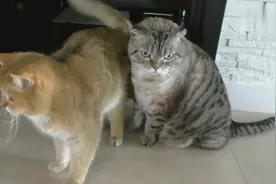 被女孩收养的流浪猫在屋里很不好意思，都不敢乱走