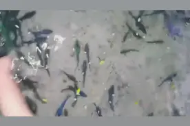 好多漂亮的小鱼儿，没忍住捞一把起来看看！