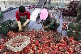 这海鲜谁吃过？海菠萝的收获和加工，看到就想吃