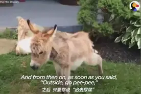 一只坚信自己是条狗的倔强小毛驴~视频封面