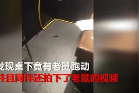 卫生堪忧！网曝日料店突现老鼠，顾客当场闹肚子呕吐视频封面