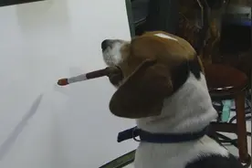 狗狗化身艺术大师改画画，看完这画我呆了，抽象派啊