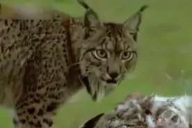 1米高猛犬竟被猞猁一口咬死，猫科动物果然有先天优势