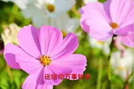 早上好，清晨为你送上第一份万事如意！祝你事事如意好心情视频封面