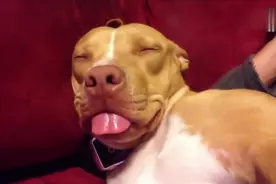 给大金毛做头部按摩，狗子爽的快睡着了视频封面