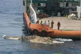 骇人听闻！海面浮出脊椎外露怪物吓坏众人图片