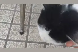 当走失一年的流浪猫再次遇见了主人，场景令人流泪视频封面