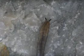 男子在蛞蝓身上撒了一把盐，随后发生不可思议一幕！