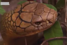 母蛇王在公蛇王面前很温柔，最终生下一窝英俊的小蛇视频封面