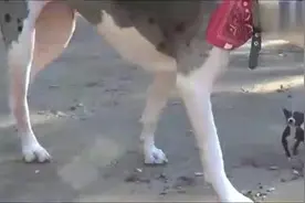 狗爸爸初见自己的小宝宝，一脸无奈不知道该怎么办视频封面