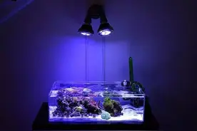 海缸必胜因素：晶莹剔透，水清缸明图片