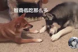 柴犬跟二哈原本是兄弟，却因一根骨头反目成仇，柴柴好气！