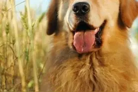 狗狗容易掉毛怎么办，夏天狗狗为什么会掉毛图片