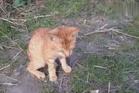 小橘猫得了肺炎，一直咳嗽浑身抽搐，渴望被收养视频封面