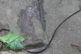 螳螂体内的神秘黑线，原来是它！视频封面