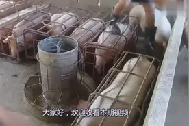 为什么国内有那么多的养猪户，却还要大量进口美国的猪肉？视频封面