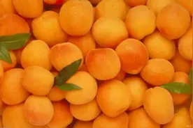 麦黄杏，大姑娘的腚图片