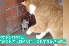 现实中的猫和老鼠，哈哈，小老鼠的动作简直了得视频封面
