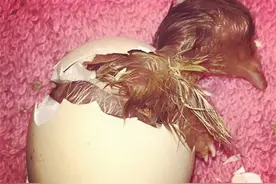 这只鸡征服了几乎所有的动物图片
