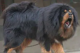 春季猫狗易躁动 家长应谨慎让孩子接触犬类图片