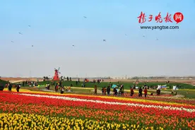 沐浴江苏大地第一缕阳光 120万株郁金香绽放启东圆陀角图片