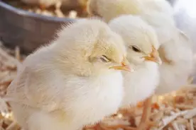 美国《科学进展》：小鸡如何破壳而出 鸡蛋为何不会被母鸡压破图片