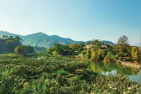 “难拒绝这甜蜜的味道” 段子手冯喆“带盐”攀枝花枇杷图片