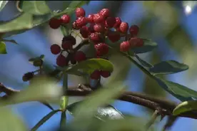 迪庆州哈巴村：易地搬迁促脱贫 十九大后再出发（下）图片