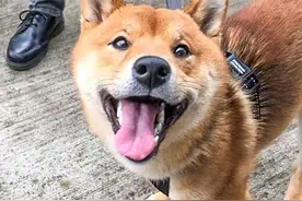 英柴犬被称为世上笑容最美狗狗 尤其喜欢拍照图片