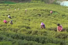 200元一天都难招采茶工 南京茶场到外省搬“救兵”图片