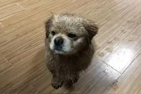 莫高窟萌狗“乐乐大王”雨雪天气巡窟走红网络(图)图片