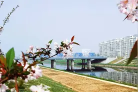 西平：15万株海棠“等”你来图片