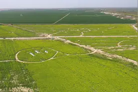 （春季美丽生态）（1）河南封丘：万亩油菜花海醉游人图片
