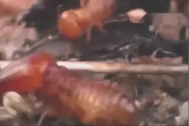 一场浩浩荡荡的蚂蚁陆地之战，红蚂蚁大战黑蚂蚁视频封面