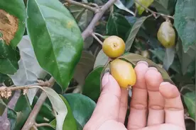 这种热带地方的野果你吃过吗？我吃一个就受不了了
