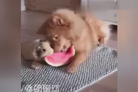 身为一只芬兰拉普猎犬竟然和一只豚鼠抢草吃！视频封面